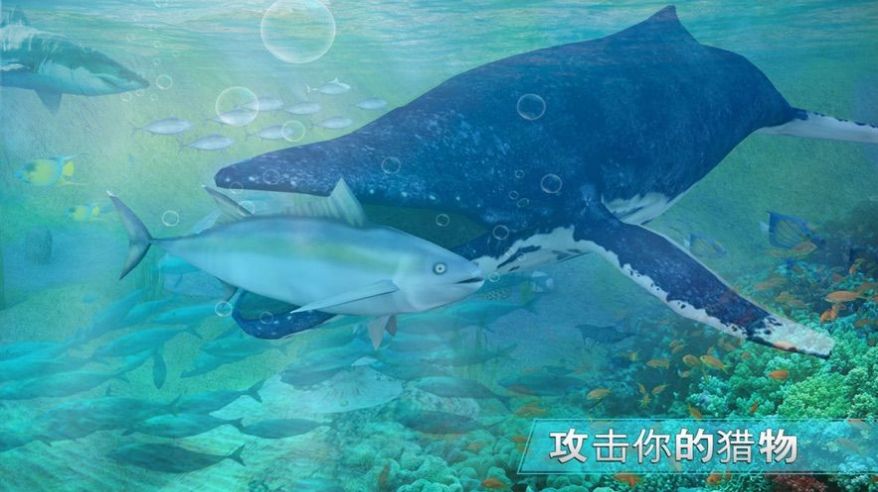 全民养鲸鱼app官方版图片2